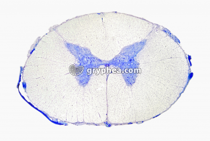 Moelle épinière humaine CT x1 - gryphea.com